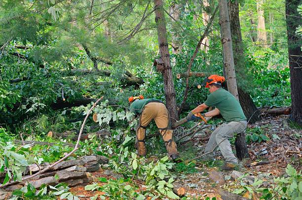 Best Emergency Tree Service  in Dahlgren, VA